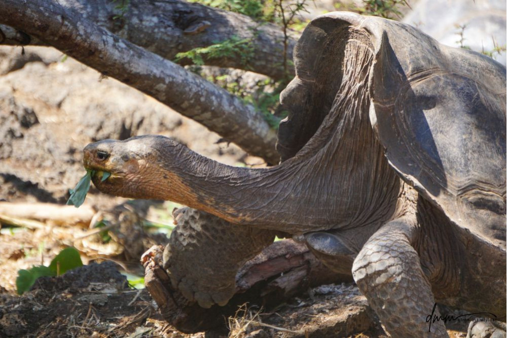 Galápagos Giant Tortoise- Eating 4