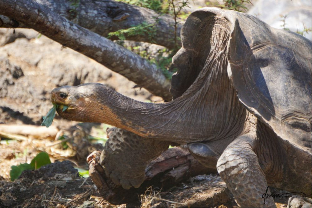 Galápagos Giant Tortoise- Eating 4