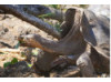 Galápagos Giant Tortoise- Eating 4