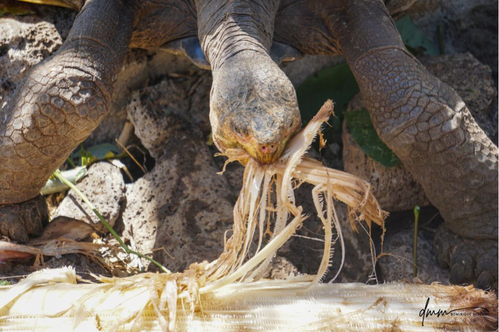 Galápagos Giant Tortoise- Eating 5