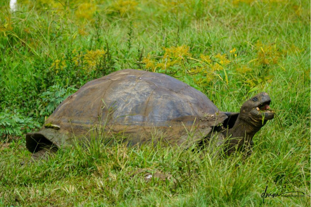 Galápagos Giant Tortoise- Eating 6