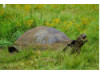 Galápagos Giant Tortoise- Eating 6