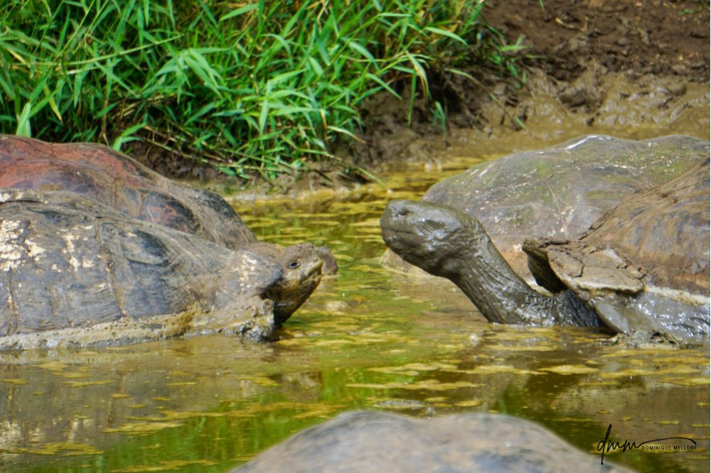 Galápagos Giant Tortoise- Group