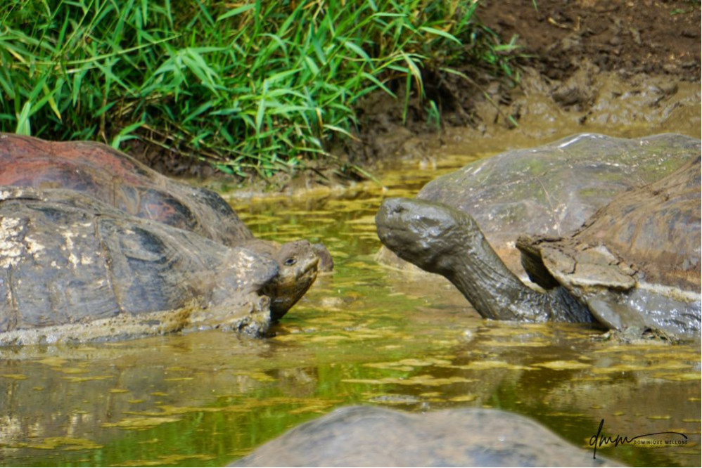 Galápagos Giant Tortoise- Group