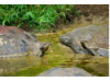 Galápagos Giant Tortoise- Group