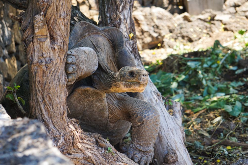 Galápagos Giant Tortoise- In Tree 1
