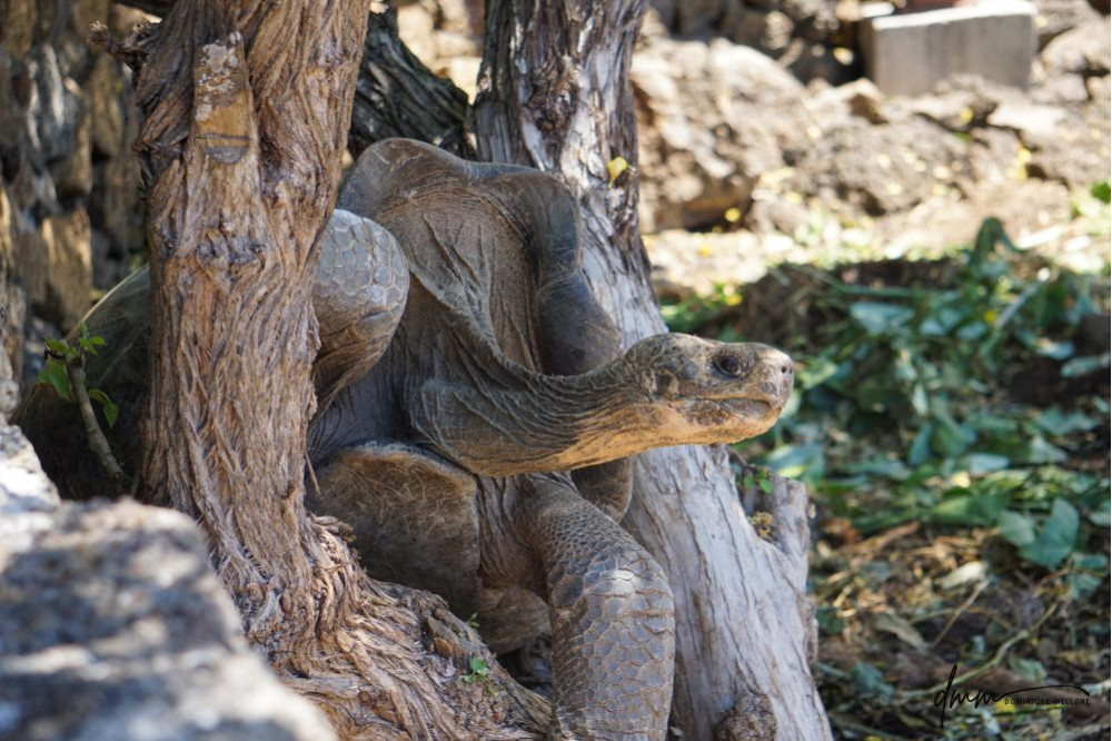 Galápagos Giant Tortoise- In Tree 2
