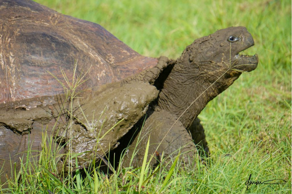 Galápagos Giant Tortoise- Yawning 1