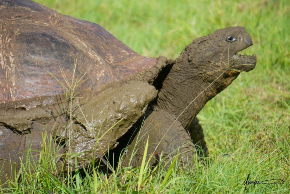 Galápagos Giant Tortoise- Yawning 1