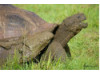 Galápagos Giant Tortoise- Yawning 1