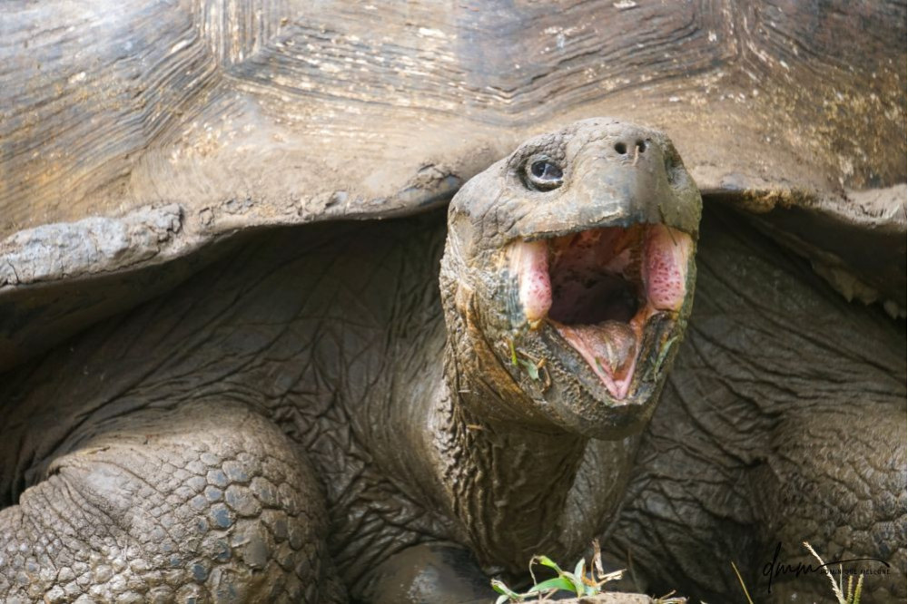 Galápagos Giant Tortoise- Yawning 2