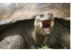 Galápagos Giant Tortoise- Yawning 2