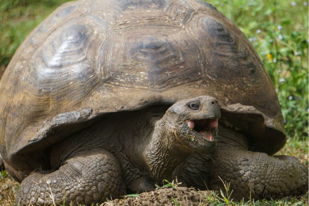 Galápagos Giant Tortoise- Yawning 3