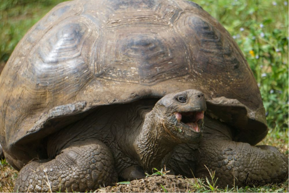 Galápagos Giant Tortoise- Yawning 3