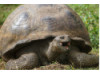 Galápagos Giant Tortoise- Yawning 3