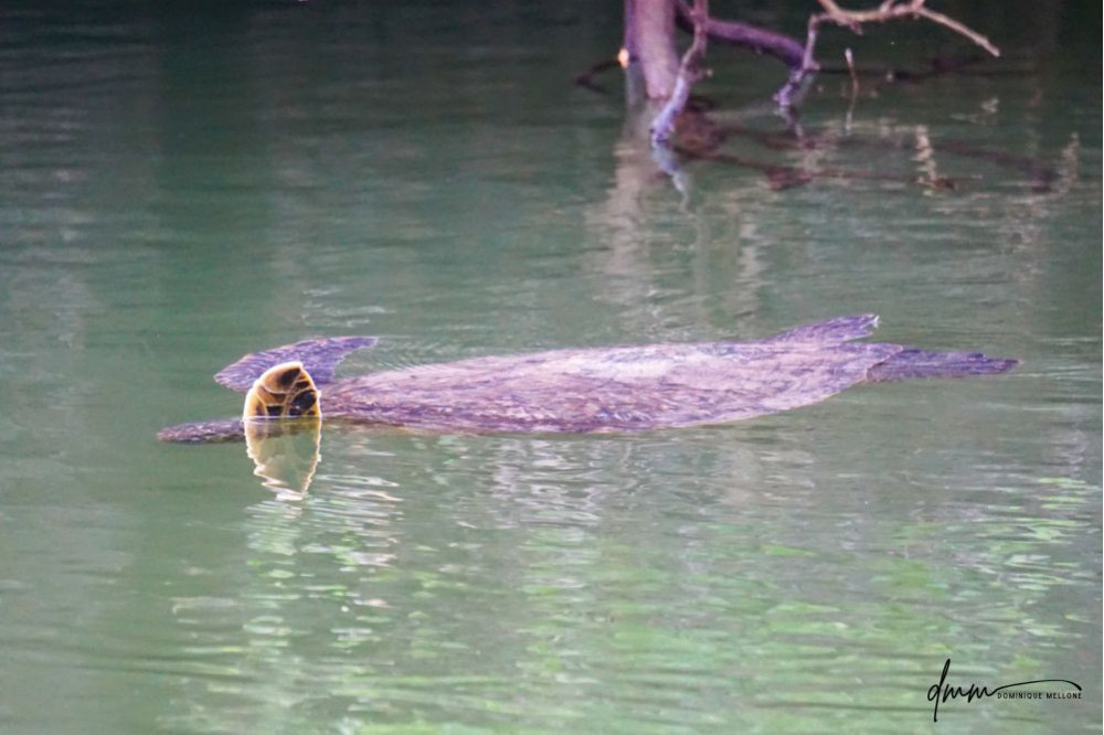 Galápagos Green Sea Turtle 1