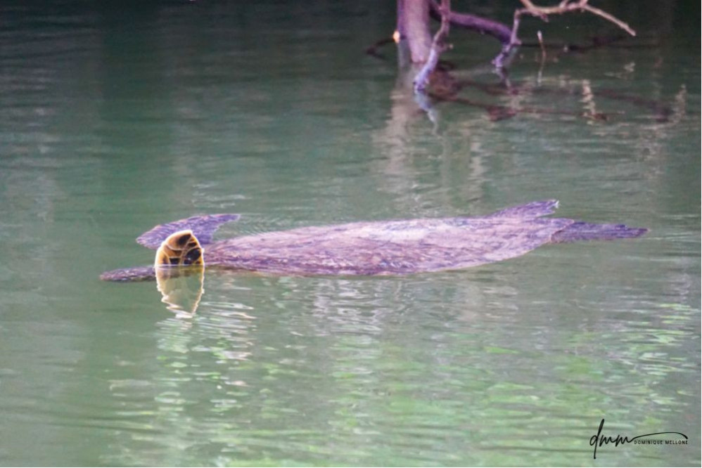 Galápagos Green Sea Turtle 1