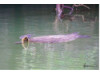 Galápagos Green Sea Turtle 1