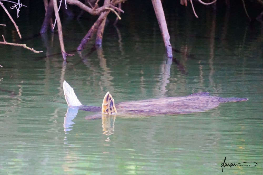 Galápagos Green Sea Turtle 2