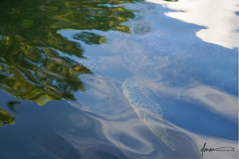 Galápagos Green Sea Turtle 3