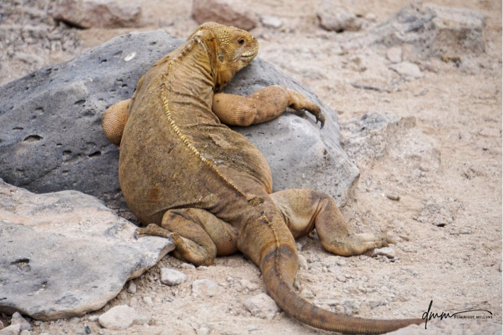 Galápagos Land Iguana 1