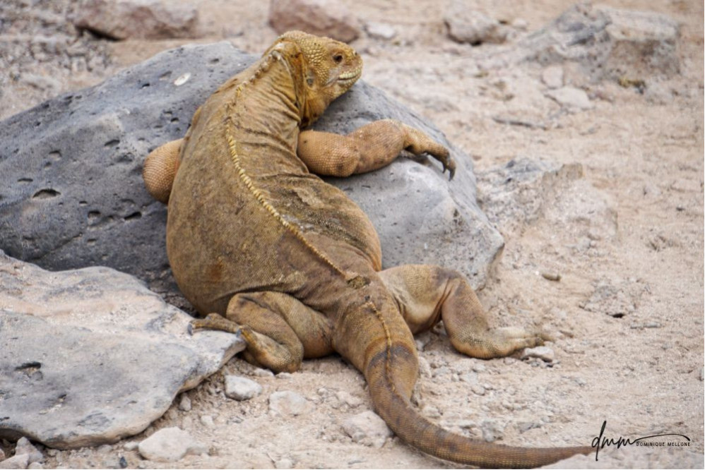 Galápagos Land Iguana 1