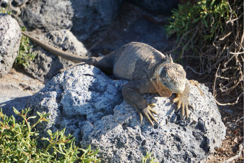 Galápagos Land Iguana 10