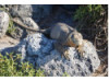 Galápagos Land Iguana 10