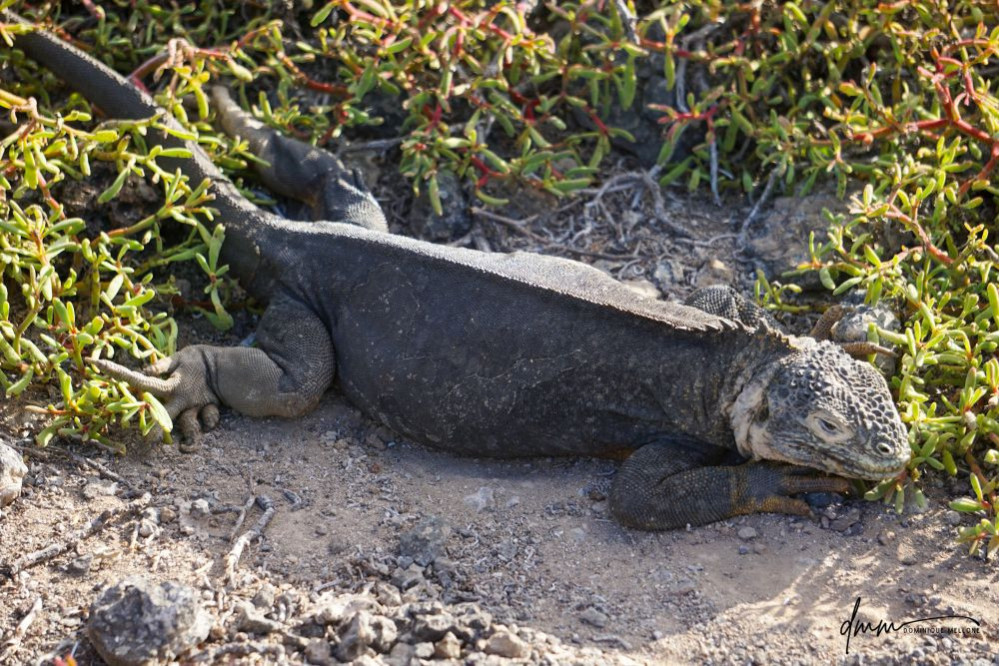 Galápagos Land Iguana 11