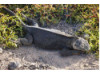Galápagos Land Iguana 11