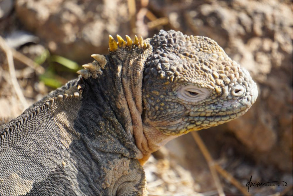 Galápagos Land Iguana 12