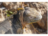 Galápagos Land Iguana 12