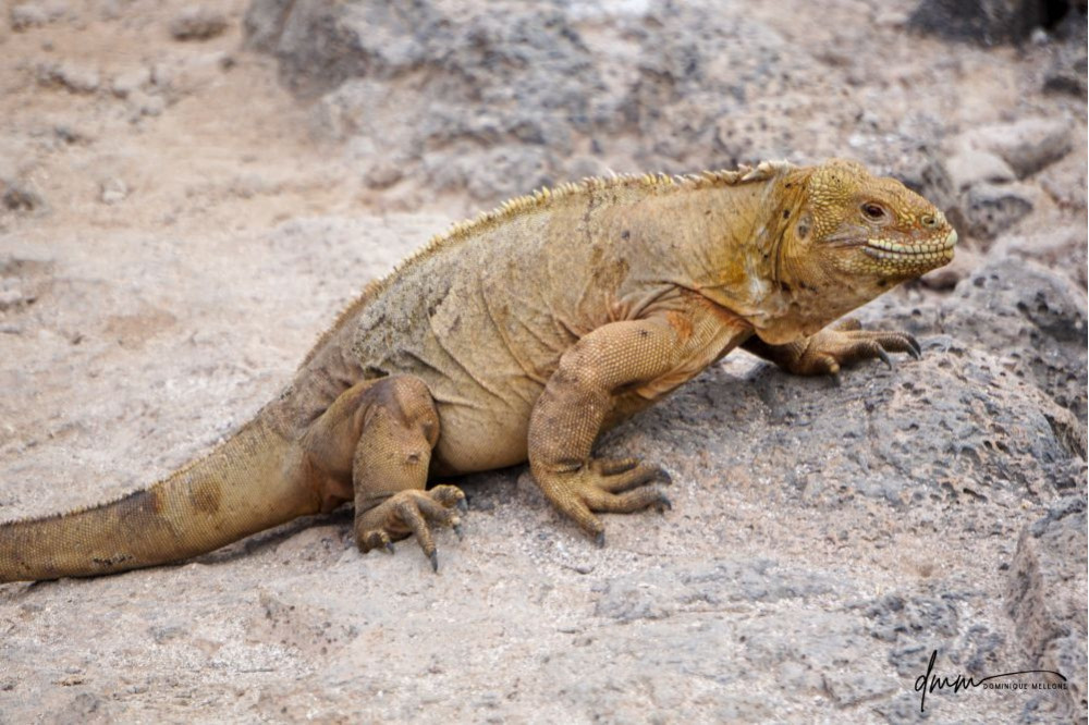 Galápagos Land Iguana 2