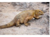 Galápagos Land Iguana 2