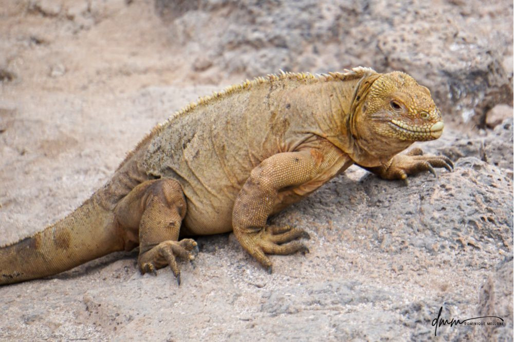 Galápagos Land Iguana 3