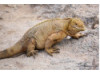 Galápagos Land Iguana 3