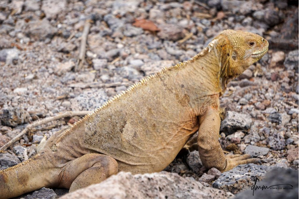 Galápagos Land Iguana 4