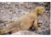 Galápagos Land Iguana 4