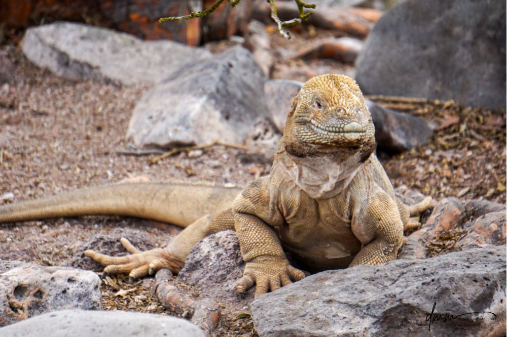 Galápagos Land Iguana 5