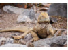 Galápagos Land Iguana 5