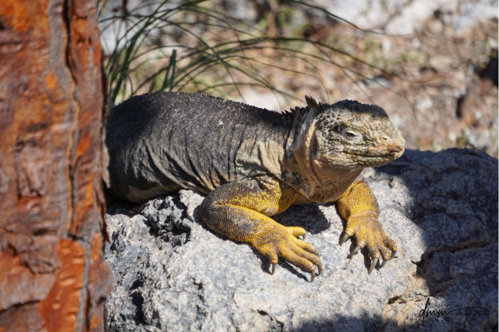 Galápagos Land Iguana 6