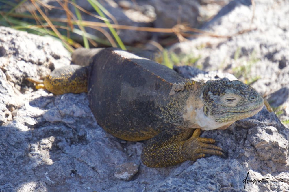 Galápagos Land Iguana 7