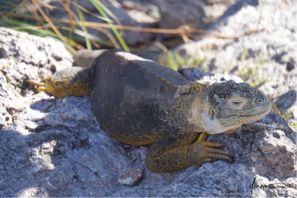 Galápagos Land Iguana 7