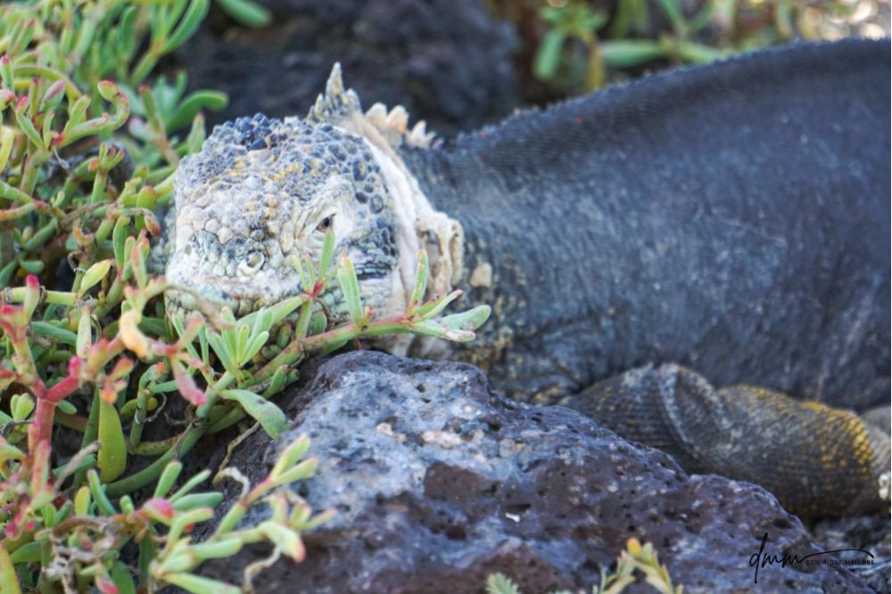 Galápagos Land Iguana 8