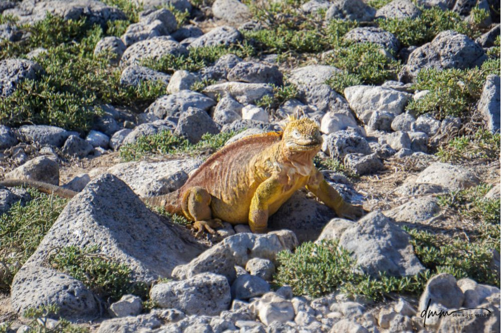 Galápagos Land Iguana 9