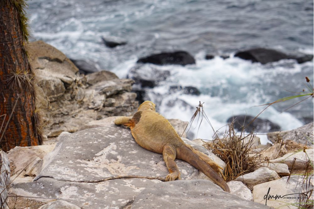Galápagos Land Iguana- Cliffside