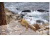 Galápagos Land Iguana- Cliffside