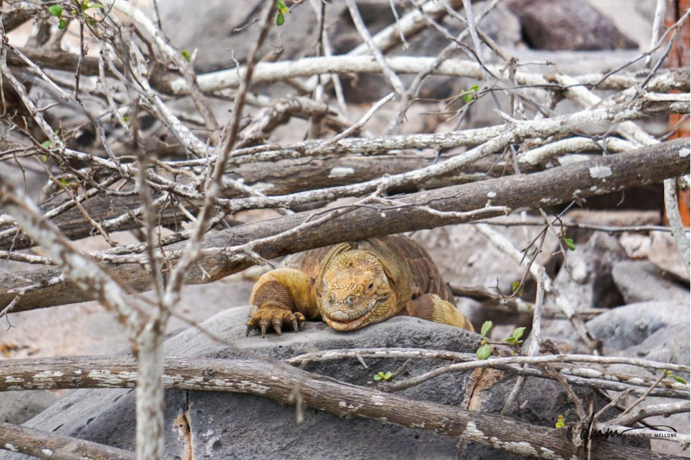 Galápagos Land Iguana- In Branches