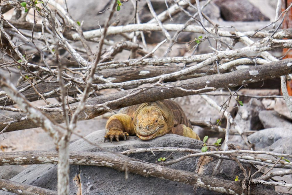 Galápagos Land Iguana- In Branches