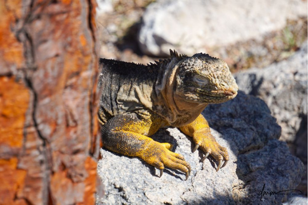 Galápagos Land Iguana- Sleeping 1